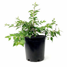 Load image into Gallery viewer, Mock Orange, 2 gal, Blizzard - Floral Acres Greenhouse & Garden Centre