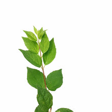 Load image into Gallery viewer, Mock Orange, 2 gal, Blizzard - Floral Acres Greenhouse & Garden Centre
