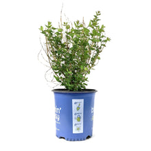 Load image into Gallery viewer, Snowberry, 2 gal, Pinky Promise™ - Floral Acres Greenhouse & Garden Centre