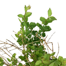 Load image into Gallery viewer, Snowberry, 2 gal, Pinky Promise™ - Floral Acres Greenhouse & Garden Centre