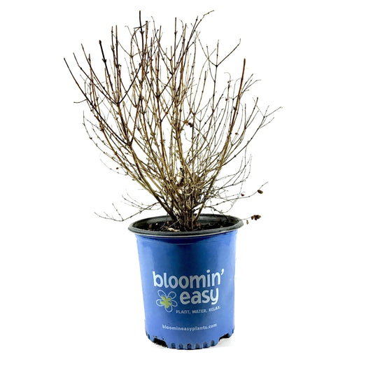 Snowberry, 2 gal, Pinky Promise™ - Floral Acres Greenhouse & Garden Centre