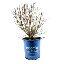 Load image into Gallery viewer, Snowberry, 2 gal, Pinky Promise™ - Floral Acres Greenhouse & Garden Centre