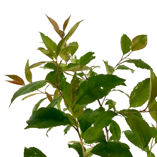 Plum, 5 gal, Muckle - Floral Acres Greenhouse & Garden Centre