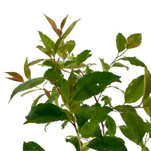 Load image into Gallery viewer, Plum, 5 gal, Muckle - Floral Acres Greenhouse & Garden Centre