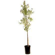 Load image into Gallery viewer, Plum, 5 gal, Muckle - Floral Acres Greenhouse & Garden Centre