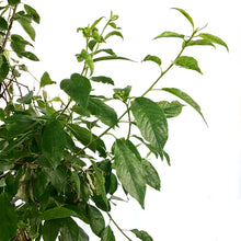 Load image into Gallery viewer, Cherry, 7 gal, Amur, Ming - Floral Acres Greenhouse & Garden Centre