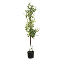 Load image into Gallery viewer, Cherry, 7 gal, Amur, Ming - Floral Acres Greenhouse & Garden Centre