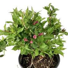 Load image into Gallery viewer, Weigela, 2 gal, Rumba - Floral Acres Greenhouse & Garden Centre