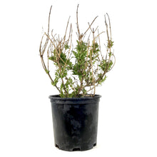 Load image into Gallery viewer, Weigela, 2 gal, Rumba - Floral Acres Greenhouse & Garden Centre
