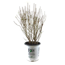 Load image into Gallery viewer, Arrowwood, 2 gal, Blue Muffin - Floral Acres Greenhouse & Garden Centre