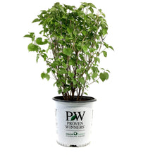 Load image into Gallery viewer, Arrowwood, 2 gal, Blue Muffin - Floral Acres Greenhouse & Garden Centre