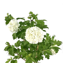 Load image into Gallery viewer, Viburnum, 2 gal, Snowball - Floral Acres Greenhouse & Garden Centre