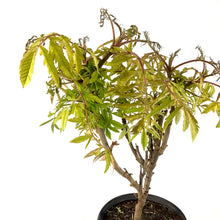 Load image into Gallery viewer, Sumac, 8 in, Tiger Eyes® Staghorn - Floral Acres Greenhouse & Garden Centre