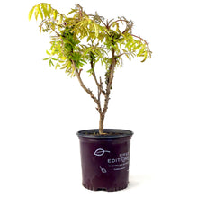 Load image into Gallery viewer, Sumac, 8 in, Tiger Eyes® Staghorn - Floral Acres Greenhouse & Garden Centre