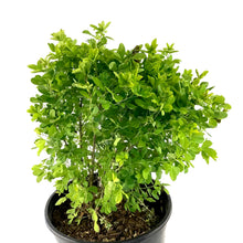 Load image into Gallery viewer, Caragana, 2 gal, Globe - Floral Acres Greenhouse & Garden Centre