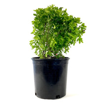 Load image into Gallery viewer, Caragana, 2 gal, Globe - Floral Acres Greenhouse & Garden Centre
