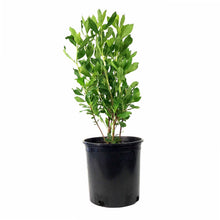 Load image into Gallery viewer, Summersweet, 2 gal, Ruby Spice - Floral Acres Greenhouse & Garden Centre