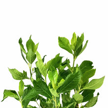 Load image into Gallery viewer, Summersweet, 2 gal, Ruby Spice - Floral Acres Greenhouse & Garden Centre