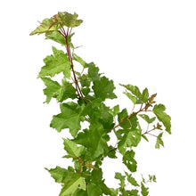 Load image into Gallery viewer, Maple, 2 gal, Amur Shrub - Floral Acres Greenhouse & Garden Centre