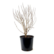 Load image into Gallery viewer, Maple, 2 gal, Amur Shrub - Floral Acres Greenhouse & Garden Centre