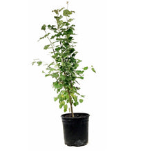 Load image into Gallery viewer, Aspen, 2 gal, Swedish - Floral Acres Greenhouse & Garden Centre