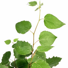 Load image into Gallery viewer, Aspen, 2 gal, Swedish - Floral Acres Greenhouse & Garden Centre