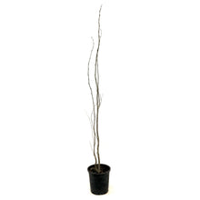 Load image into Gallery viewer, Aspen, 2 gal, Swedish - Floral Acres Greenhouse & Garden Centre