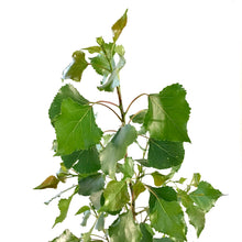 Load image into Gallery viewer, Poplar, 1 gal, Sundancer Hybrid - Floral Acres Greenhouse & Garden Centre