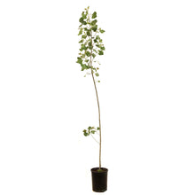 Load image into Gallery viewer, Poplar, 1 gal, Sundancer Hybrid - Floral Acres Greenhouse & Garden Centre