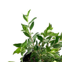 Load image into Gallery viewer, Willow, 2 gal, Blue Fox - Floral Acres Greenhouse & Garden Centre