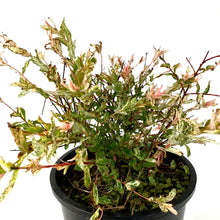 Load image into Gallery viewer, Willow, 2 gal, Hakuro Nishiki Tricolour - Floral Acres Greenhouse & Garden Centre