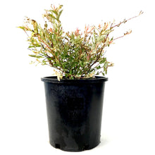 Load image into Gallery viewer, Willow, 2 gal, Hakuro Nishiki Tricolour - Floral Acres Greenhouse & Garden Centre