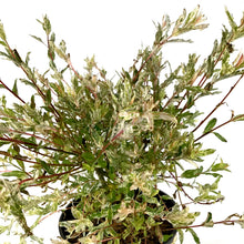Load image into Gallery viewer, Willow, 2 gal, Flamingo - Floral Acres Greenhouse & Garden Centre