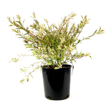 Load image into Gallery viewer, Willow, 2 gal, Flamingo - Floral Acres Greenhouse & Garden Centre
