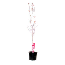 Load image into Gallery viewer, Crabapple, 7 gal, Flowering, Thunderchild - Floral Acres Greenhouse & Garden Centre