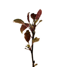Load image into Gallery viewer, Crabapple, 7 gal, Flowering, Thunderchild - Floral Acres Greenhouse & Garden Centre