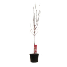 Load image into Gallery viewer, Crabapple, 7 gal, Flowering, Thunderchild - Floral Acres Greenhouse & Garden Centre