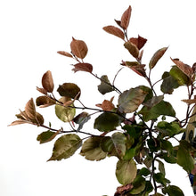 Load image into Gallery viewer, Crabapple, 5 gal, Flowering, Thunderchild - Floral Acres Greenhouse & Garden Centre