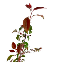 Load image into Gallery viewer, Crabapple, 5 gal, Flowering, Pink Spires - Floral Acres Greenhouse & Garden Centre