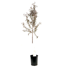 Load image into Gallery viewer, Crabapple, 5 gal, Flowering, Pink Spires - Floral Acres Greenhouse & Garden Centre