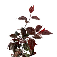 Load image into Gallery viewer, Crabapple, 5 gal, Flowering, Royalty - Floral Acres Greenhouse & Garden Centre