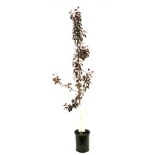 Load image into Gallery viewer, Crabapple, 5 gal, Flowering, Royalty - Floral Acres Greenhouse & Garden Centre