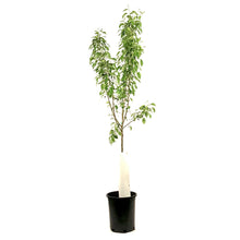 Load image into Gallery viewer, Crabapple, 5 gal, Flowering, Spring Snow - Floral Acres Greenhouse & Garden Centre