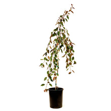 Load image into Gallery viewer, Crabapple, 5 gal, Flowering, Rosy Glo Weeping - Floral Acres Greenhouse & Garden Centre
