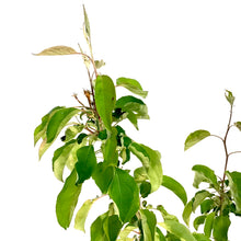 Load image into Gallery viewer, Crabapple, 5 gal, Rescue - Floral Acres Greenhouse & Garden Centre