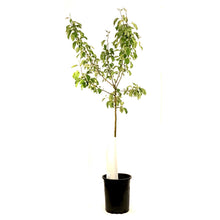 Load image into Gallery viewer, Crabapple, 5 gal, Rescue - Floral Acres Greenhouse & Garden Centre