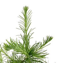 Load image into Gallery viewer, Larch, 5 gal, Siberian - Floral Acres Greenhouse & Garden Centre