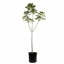 Load image into Gallery viewer, Ohio Buckeye, 10 gal, Autumn Splendor - Floral Acres Greenhouse & Garden Centre