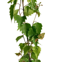 Load image into Gallery viewer, Birch, 5 gal, Parkland Pillar®