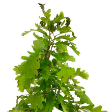 Load image into Gallery viewer, Bur Oak, 5 gal - Floral Acres Greenhouse & Garden Centre